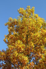 Baum in bunten Herbstlaub vor blauem Himmel - 295813009