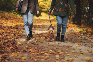 Funny red english cocker spaniel dog in green grass in park outdoor