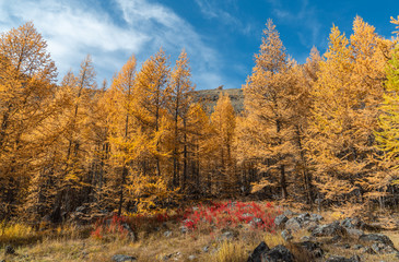 Fototapeta premium Beautiful red grass on a background of yellow larch