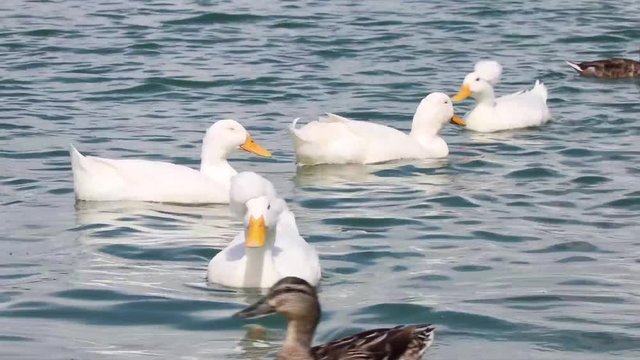 Crested ducks together on lake two with great crests panning