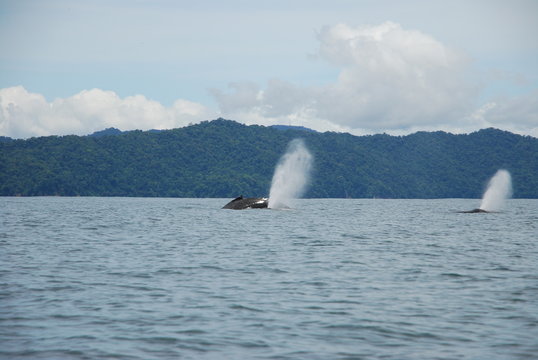 Baleines