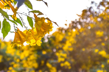 Obraz premium autumn leaves on tree