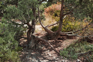 the juniper trees in the mountain forest
