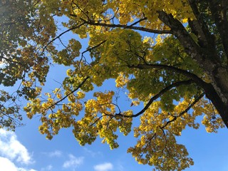 autumn leaves on blue sky