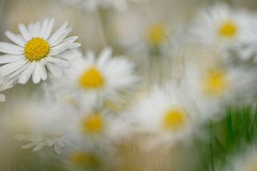 Fototapeta premium Gänseblümchen