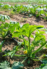Zucchini in the field. Growing zucchini in rows.