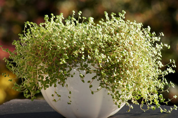 Bubikopf Soleirolia soleirolii im Blumentopf