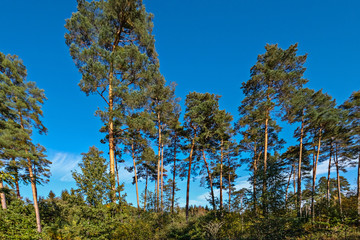 Die Bäume am Weg recken sich dem Himmel entgegen