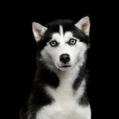 Portrait of Siberian Husky Dog with Blue eyes Surprised Looking in camera on Isolated Black Background