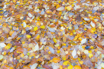 The autumn background or texture of birch, elm, poplar, maple and alder leaves of brown, yellow, red, orange colores on the asphalt pavement in the forest on in the park way after rain