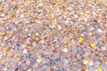 The autumn background or texture of birch, elm, poplar, maple and alder leaves of brown, yellow, red, orange colores on the asphalt pavement in the forest on in the park way after rain