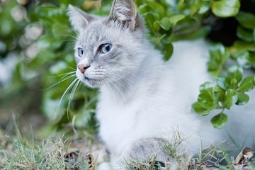 White and brown Persian type cat with big blue eyes sitting under a bush