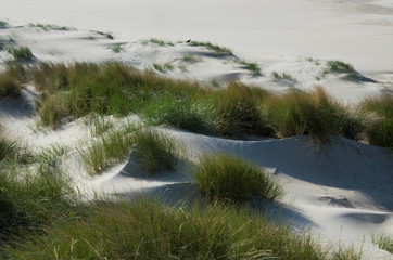Grass trying to keep the sand together in the dunes