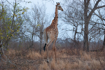 Giraffe between the trees
