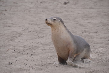 Fototapeta premium travel in Australia