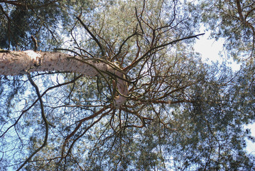 Fototapeta premium Tree in the sky