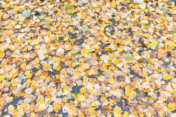 The autumn background or texture of birch, elm, poplar, maple and alder leaves of brown, yellow, red, orange colores on the asphalt pavement in the forest on in the park way after rain
