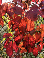 Red grape leaves on a fall day. Natural foliage autumn background.