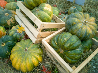 Beautiful ripe pumpkins lie in wooden crates and on straw. Farmers autumn harvest. Gorgeous autumn background with pumpkins.