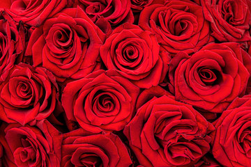 Buds of vivid natural red roses