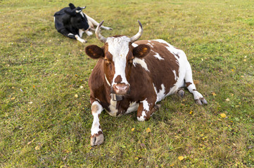 cow in field