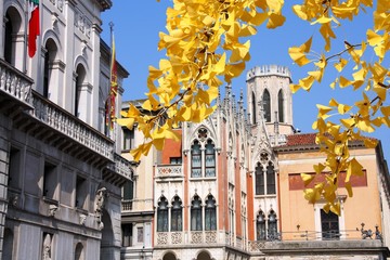 Padua, Italy. Autumn tree yellow leaves. Autumn season foliage.