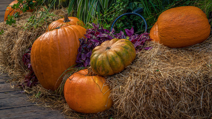 Pumpkins, gourds and flowers on a hay background. Seasonal autumn colors