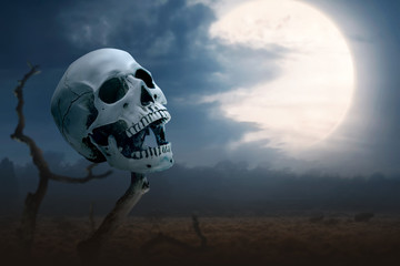 Human skull on the dead trees