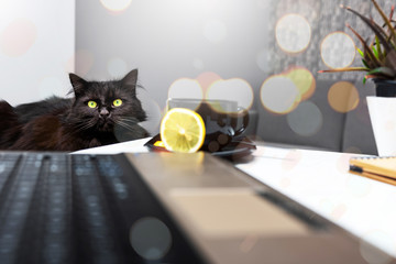 Home atmosphere in office.  Work in an apartment. Cat with yellow eyes in a home office. A cup of...