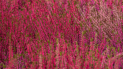 Pink and violet heather background. Seasonal autumn colors