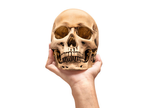 Hand holding human skull