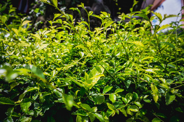 Evergreen leaves Refreshing Garden nature