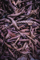 A pile of leaves withered