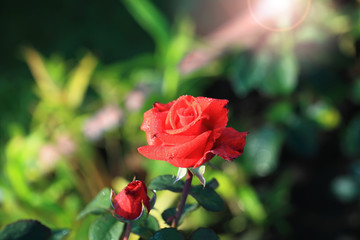 Art photo rose petals isolated on the natural blurred background. Closeup. For design, texture, background. Nature.Drops of morning dew on rose petals.
