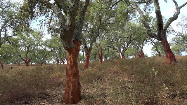 Harvested cork trees (Quercus suber) in Evora, Alentejo, Portugal.