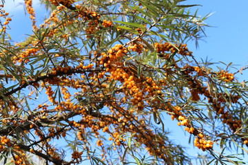  Bright yellow berries ripened on sea buckthorn