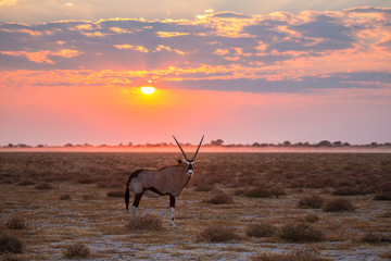 Oryx en Namibia