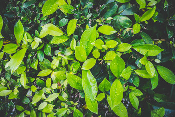 Evergreen leaves Refreshing Garden nature
