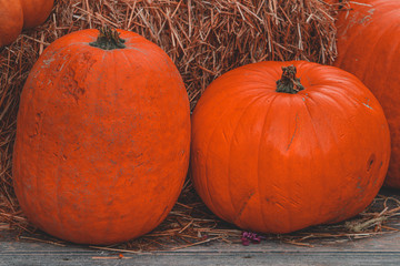 Orange pumpkins on a hay background. Seasonal autumn colors