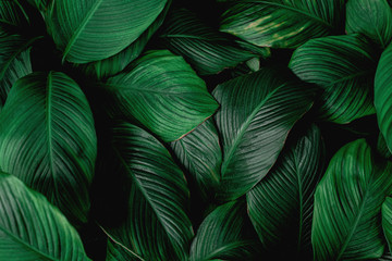 leaves of Spathiphyllum cannifolium, abstract green texture, nature background, tropical leaf