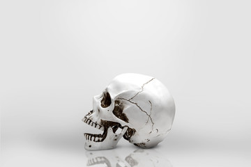 Human skull