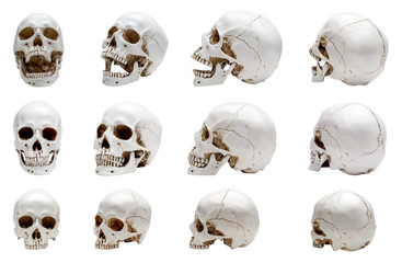 Collection of human skull