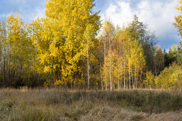 autumn forest, tree trunks, yellow grass