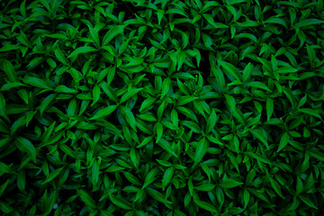 abstract green leaves pattern texture, nature background, tropical leaves