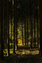 Obraz premium une forêt automnale. Une forêt dans les Vosges. Une forêt de sapins vosgiens. Une forêt à Gérardmer. La lumière rasante dans une forêt en automne.