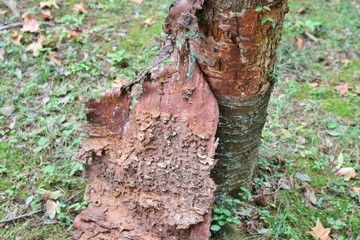 朽木　樹皮剥離　森　杤木