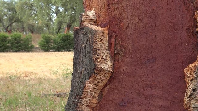 Harvested cork trees (Quercus suber) in Evora, Alentejo, Portugal.