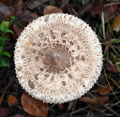 Parasolpilz, Riesenschirmpilz