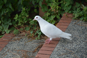 石段の上に立っている全身真っ白な鳩