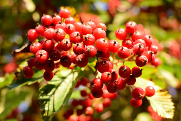 Ripe hawthorn fruits on a tree. Close-up.